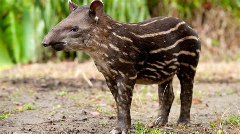 Brazilian tapir baby debuts in south China safari park - CGTN