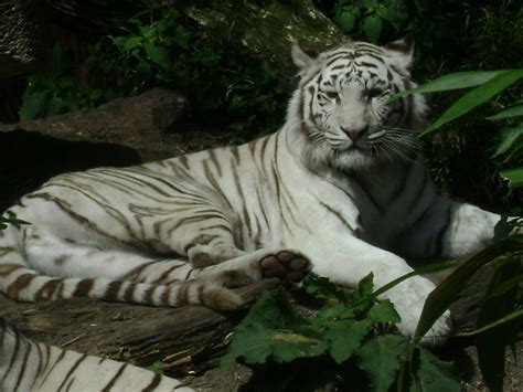 White female tiger | Siberian tiger in Amersfoort Zoo | Daisyree Bakker ...