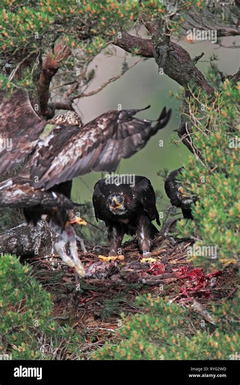 Golden eagle nest hi-res stock photography and images - Alamy