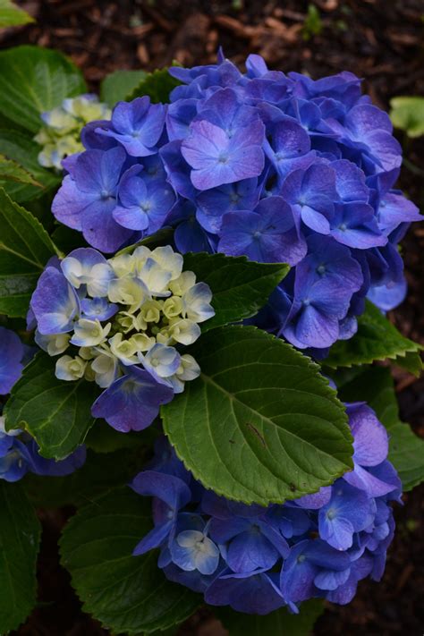 Flowers from my garden. instagram.com/spring_at instagram.com/spring_at | Blue hydrangea flowers ...