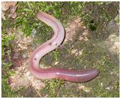 Facts About Earthworm - Interesting & Amazing Information on Earthworms