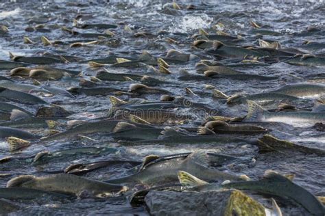 Spawning salmon stock image. Image of outdoors, alaska - 255241549