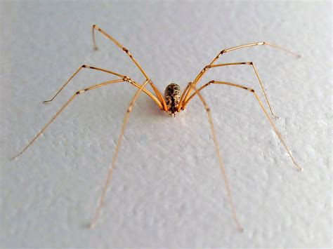 Daddy Long Legs Spider - Pholcidae family