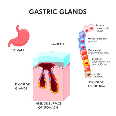 Gastric Gland - Anatomy, Types, Functions, Importance - GeeksforGeeks