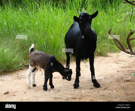 Pretty looking domestic goat mother and baby in lush green field in ...