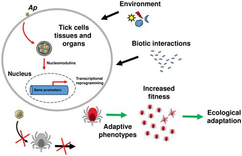 Model of tick ecological adaptation induced by A. phagocytophilum. A... | Download Scientific ...