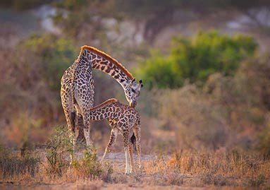 Award Winning Tanzania Safari Tours | Easy Travel - Easy Travel