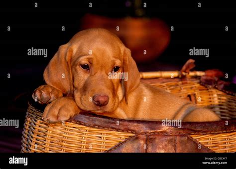 yellow Labrador retriever puppy Stock Photo - Alamy