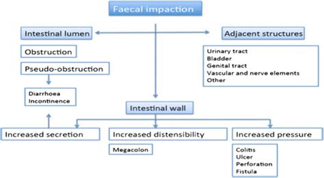 Classification of fecal impaction complications. Schematic display of... | Download Scientific ...