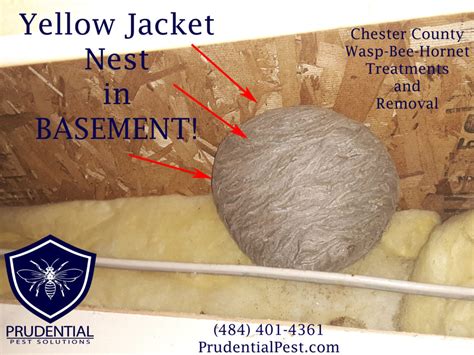 Yellow Jacket Nest in Basement - Prudential Pest Solutions