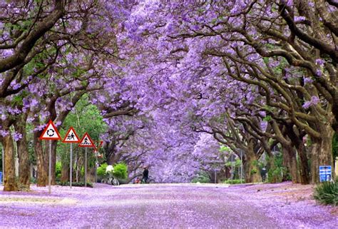 Purple Tree Tunnels [8 Pic] ~ Awesome Pictures