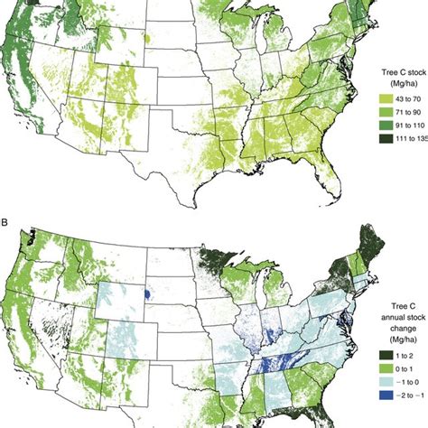 (A) Average statewide forest carbon stocks (Mg C/ha) in live and dead... | Download Scientific ...