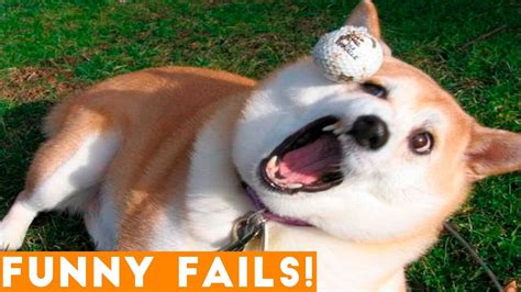 ULTIMATE FUNNIEST PET FAILS 2018 | Funny Pet Videos - YouTube