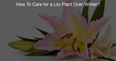 How To Care for a Lily Plant Over Winter? - My Lily Life