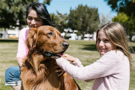 Are Golden Retrievers Good With Kids? - Depend On Dogs