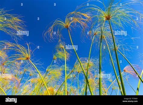 Papyrus plant, Okavango Delta, Botswana, Africa Stock Photo - Alamy