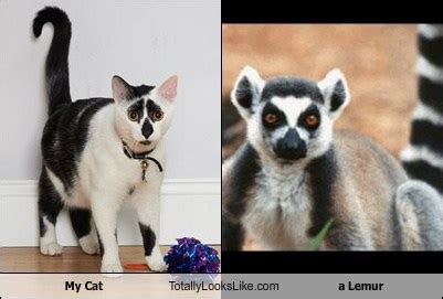 Memebase - lemur - All Your Memes In Our Base - Funny Memes - Cheezburger