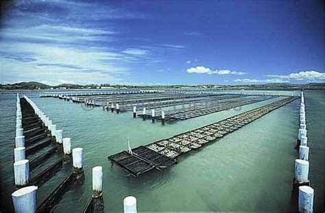 Oyster Farming - MarineThemes Stock Photo Library