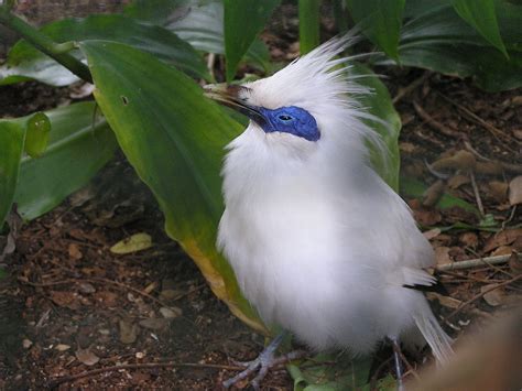 The Bali Starling - SNSH