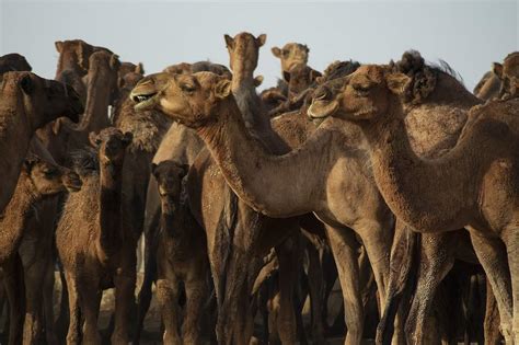 Camel Types and Breeds Explained – Animal Facts Blog