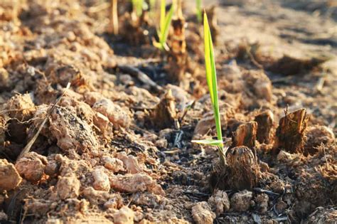 Sugar Cane Seeds: How to Grow Sugar Cane at Home - A-Z Animals