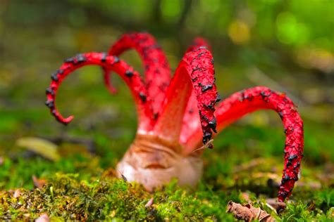 Octopus Stinkhorn edible? UK guide to the Devil’s Fingers » Shetland's Garden Tool Box