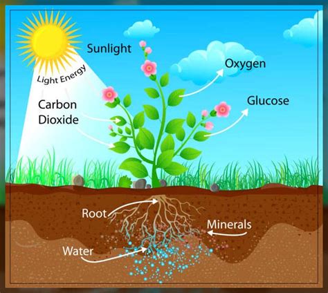 Photosynthesis Process - An Overview - Al Ardh Alkhadra