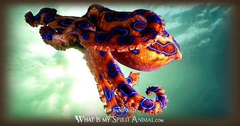 Octopus Symbolism & Meaning | Spirit, Totem, & Power Animal