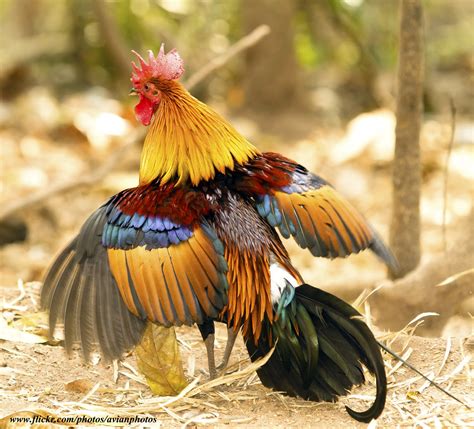 Red Junglefowl ( Gallus gallus ) | Red Junglefowl ( Gallus g… | Flickr