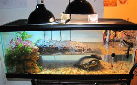 red eared slider tank - Google Search | Turtle Tanks | Aquatic turtle tank, Turtle habitat ...