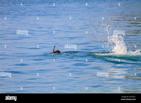 snorkeling in Tropical beach scenery, View of koh hong island krabi ...