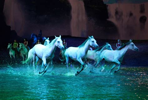 Cavalia's Odysseo Makes a Splash in Denver - In Good Taste Denver