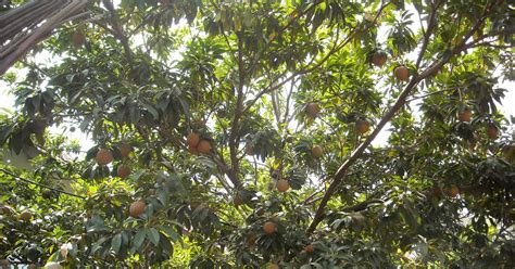 TMK farms: Sapota Tree