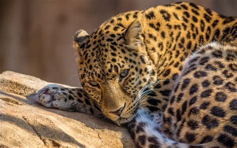 Zoo Leopard - Wallpaper, High Definition, High Quality, Widescreen