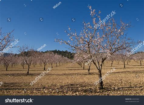 Almond Trees Flowering - Cultivation - Spain Stock Photo 24325363 : Shutterstock