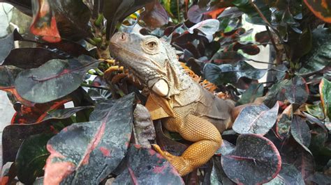 Green iguana - The Living Rainforest