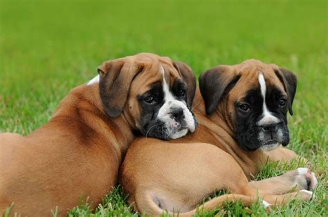 Boxer - Puppies, Rescue, Pictures, Information, Temperament ...