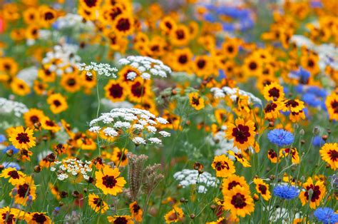 12 Types of Wildflowers for Summer Gardens