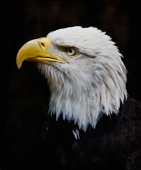 Ruffled Feathers Photograph by Athena Mckinzie | Fine Art America