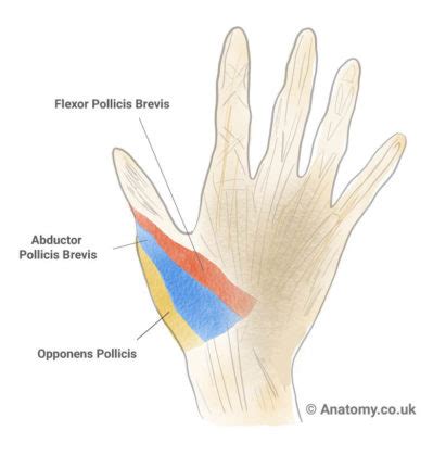 Thenar Eminence - Anatomy, Pain, Atrophy & Pictures