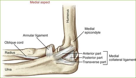 Elbow Sprains - GRANVILLE PHYSIO