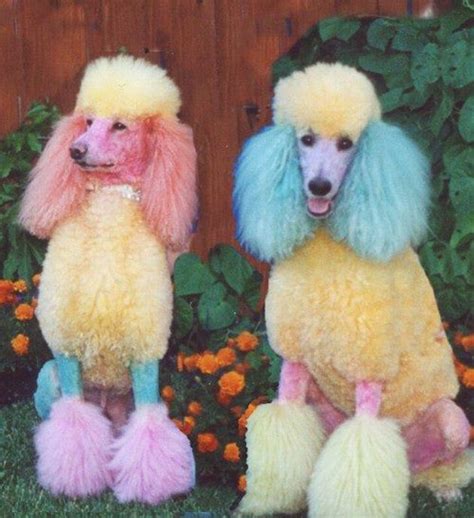 10 Poodles With Insane Dye Jobs | Poodle, Dogs, Standard poodle