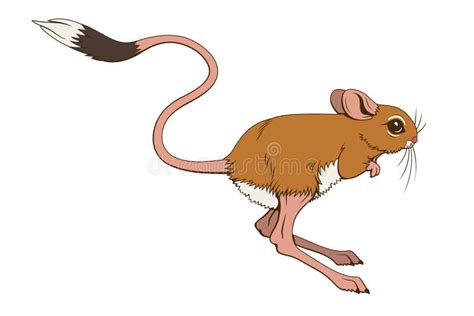 Jumping Jerboa Stock Illustrations – 33 Jumping Jerboa Stock ...