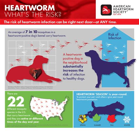 Heartworm Symptoms