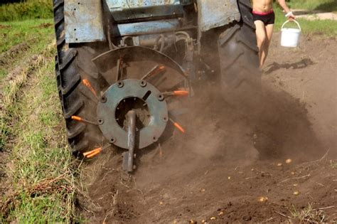 Premium Photo | Potato field harvesting in autumn, vegetable garden