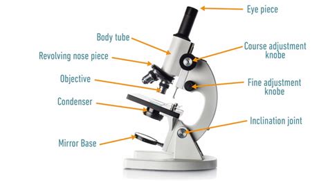 Light vs Electron Microscope: What's the Difference? (With Pictures) - Optics Mag