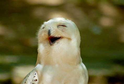White Wolf : 10 Laughing Owls That Will Instantly Make Your Day Better (PHOTOS)