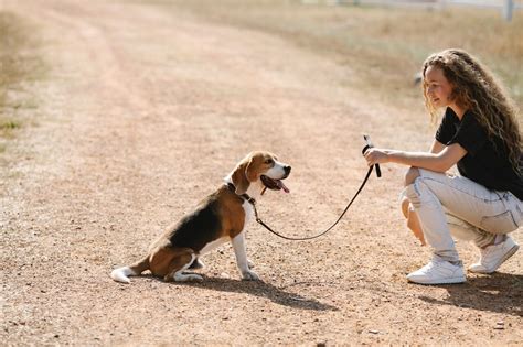 Skip the Clicker! Why Dog Owners Should Avoid Clicker Training