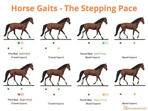 The “Ambling” Horse Gaits - Complete Guide - Horses and Us