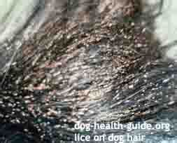 What Do Chewing Lice Look Like On Dogs